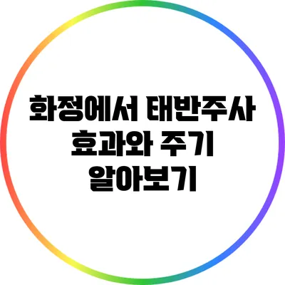 화정에서 태반주사 효과와 주기 알아보기